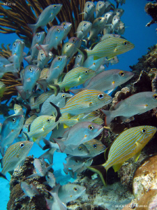 Fishes. San Pedro, Bélize. Canon Ixus 980 & WA20 Ikelite. by Bea & Stef Primatesta 